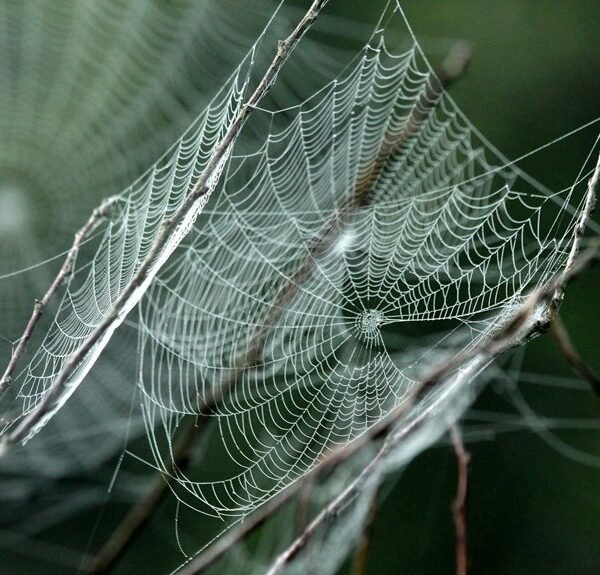 dynamic online network engine